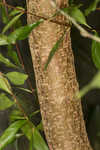 Cassava